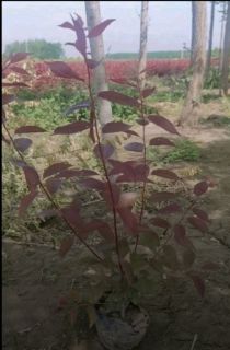 Ҷ