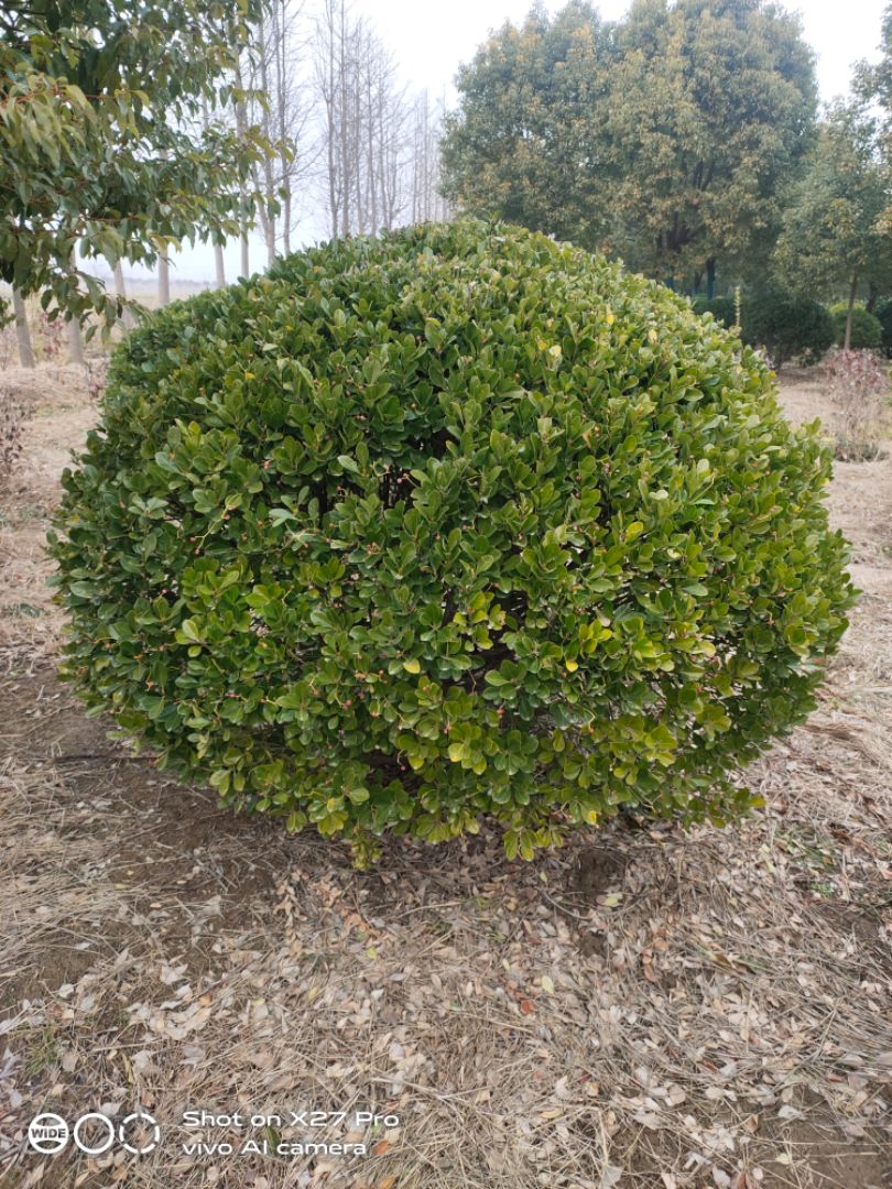Ҷ