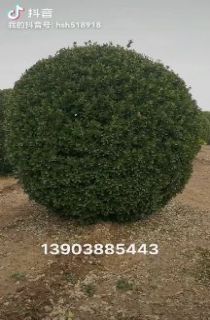 Ҷ