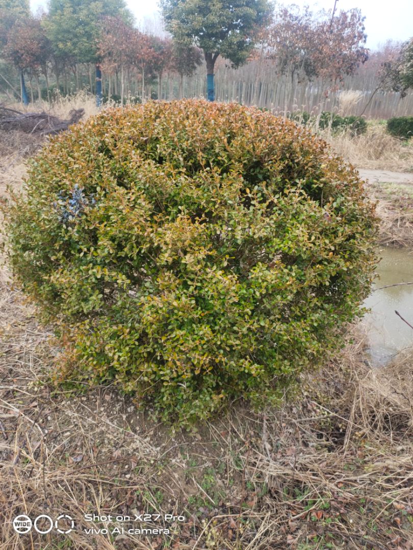 ӻ