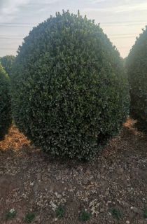 Ҷ