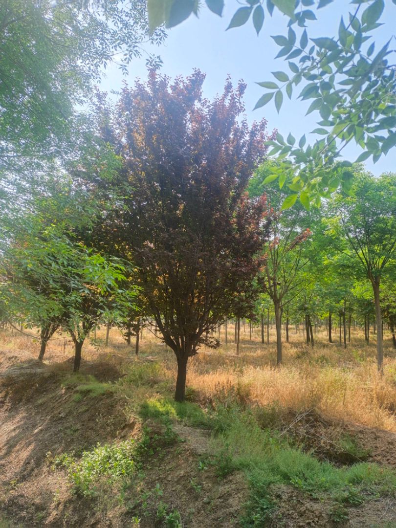 Ҷ
