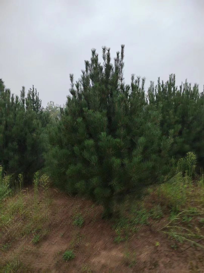 Ƥ