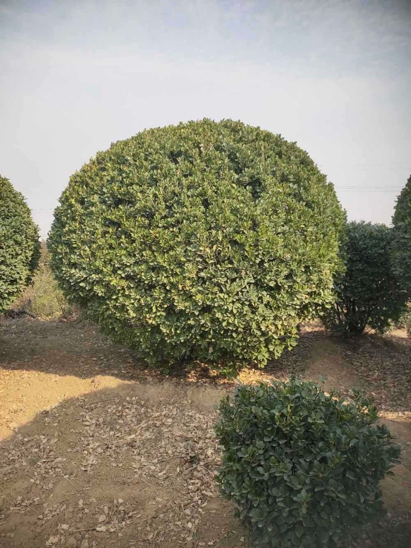 Ҷ