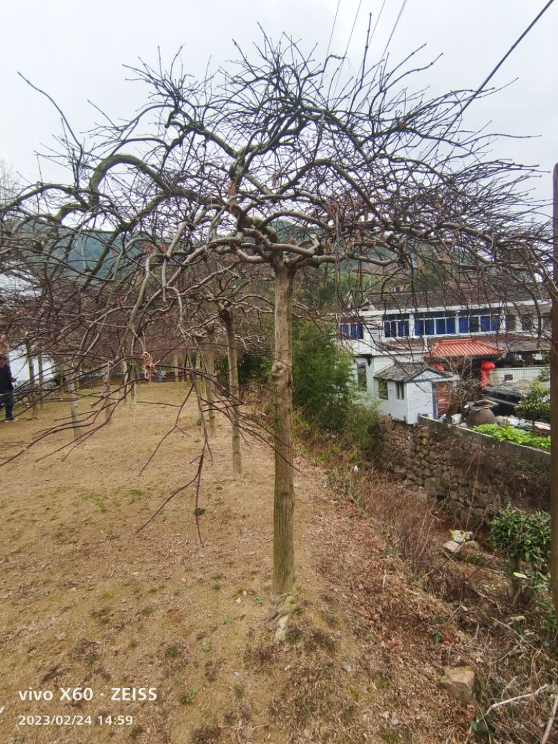 ë