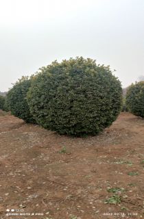 Ҷ