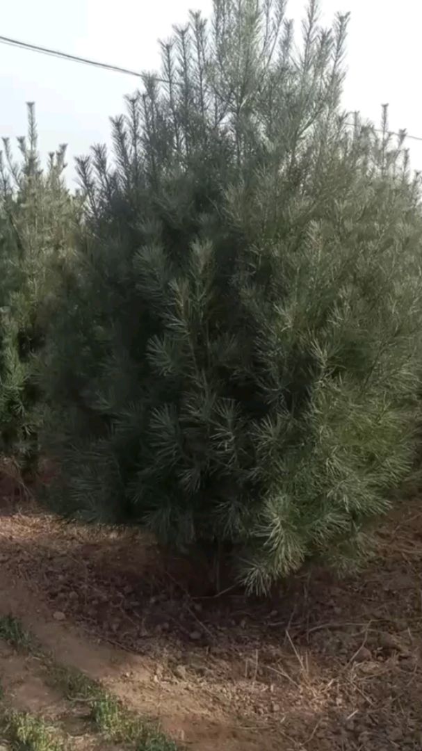 Ƥ