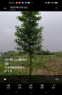 Ҷ