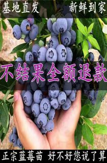藍莓苗