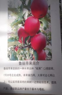 新品种苹果苗