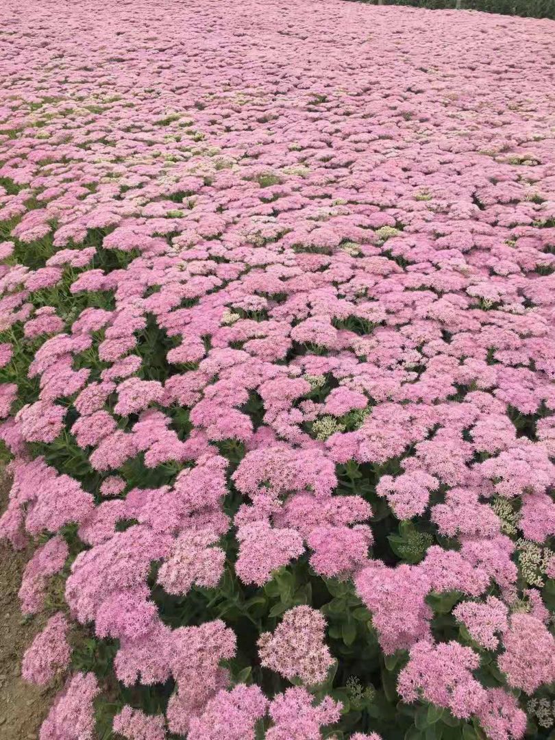 ˱