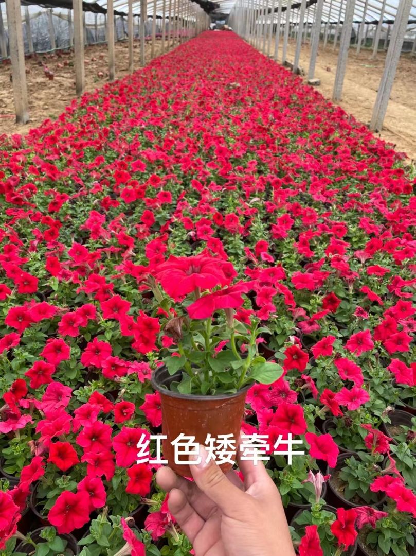 ǣţ