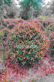 Ҷʯ