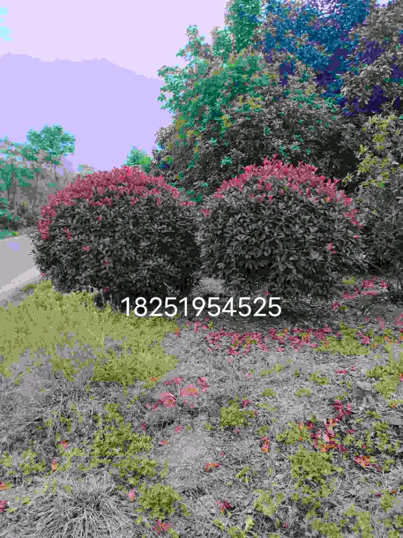 Ҷʯ
