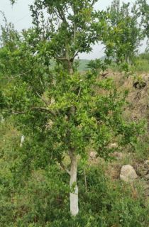 突尼斯軟子石榴樹