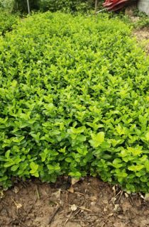 ������ì