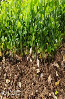 ��Ҷ����С��