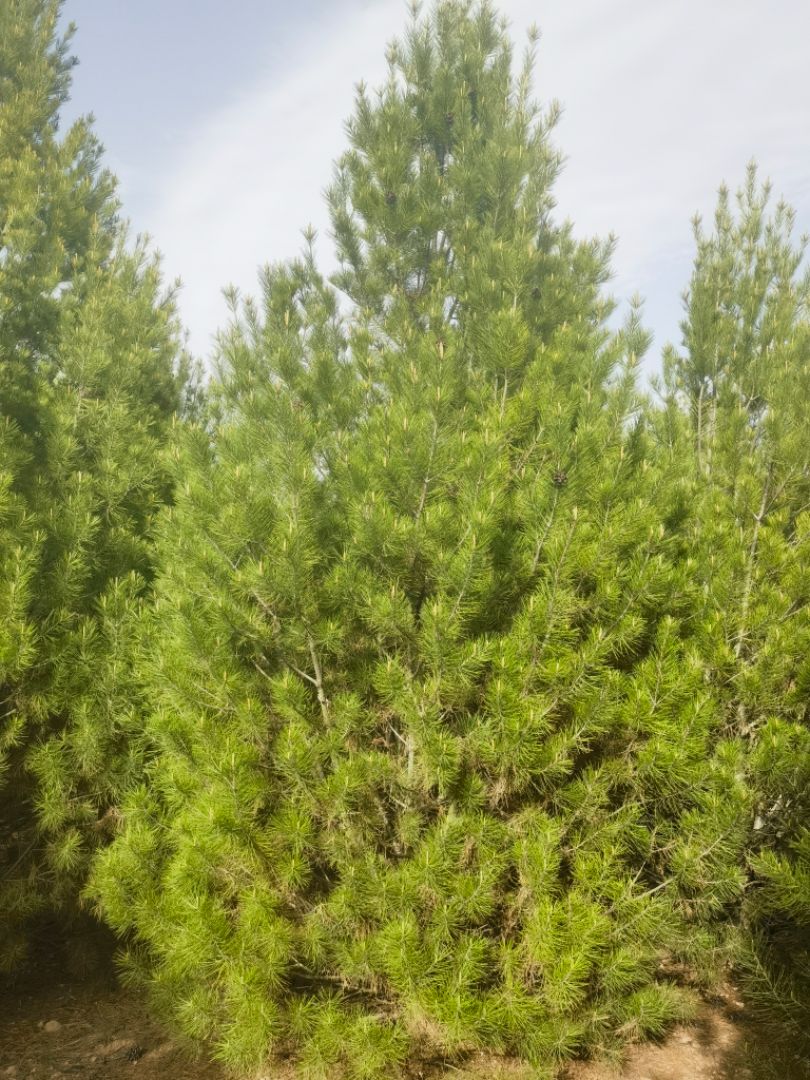 Ƥ