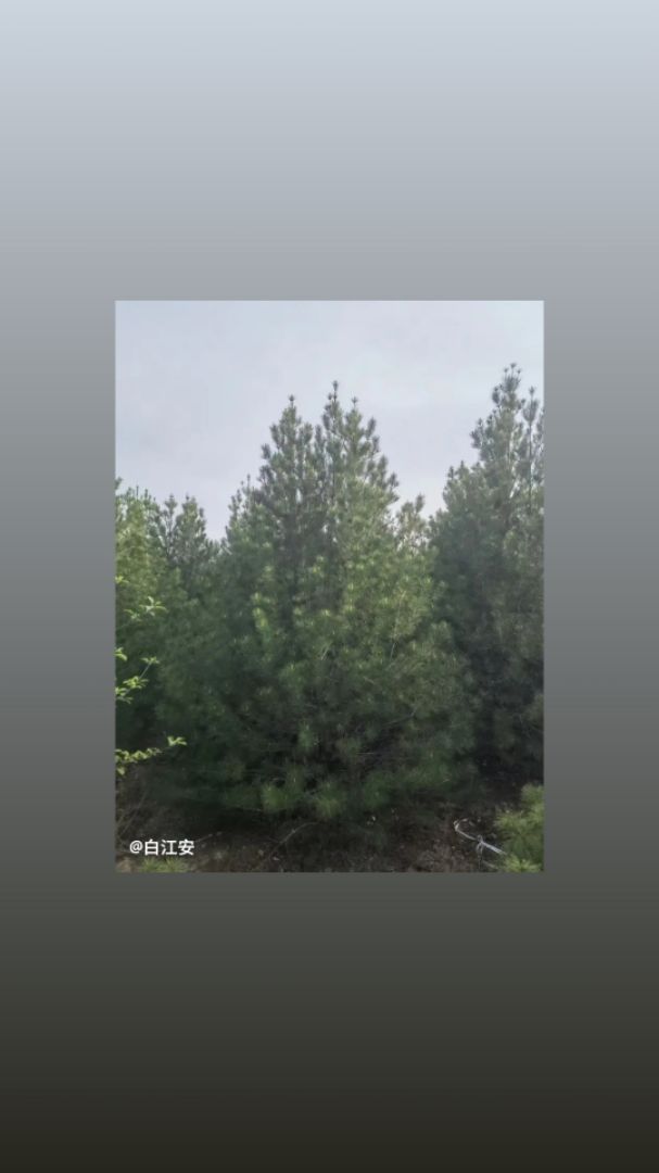 Ƥ