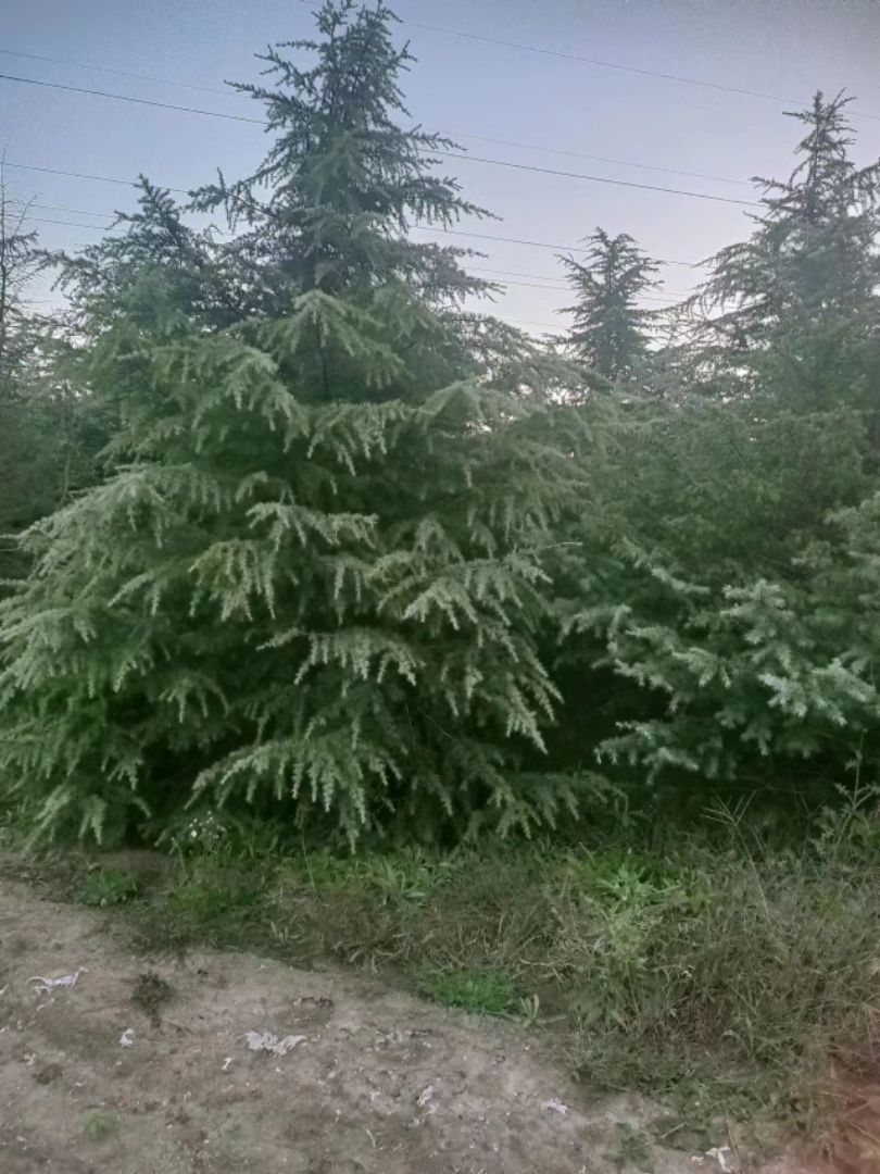 ѩ