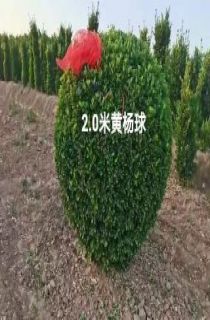 Ҷ
