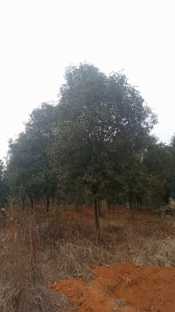Ҷʯ