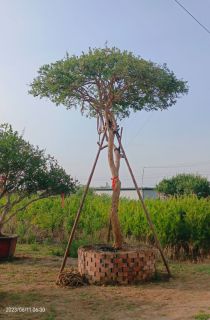 造型石榴树