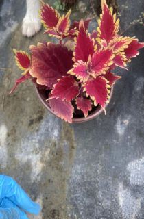 Ҷ