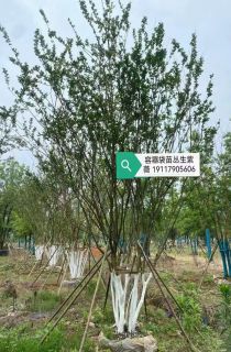 ������ޱ