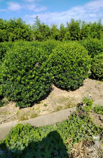 ��Ҷ������