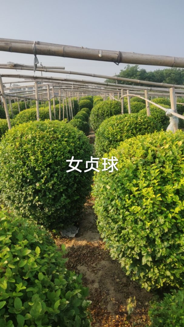 ҶŮ
