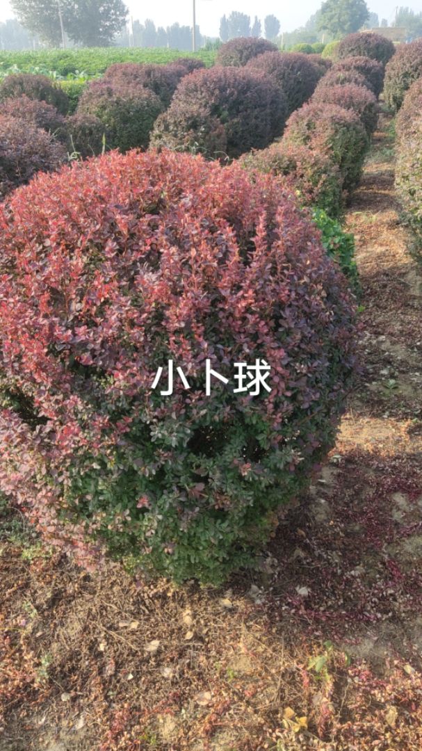 ҶŮ