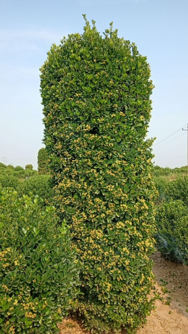 Ҷ