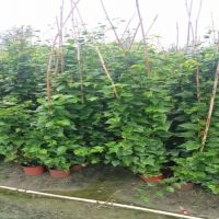 ���Է��廨