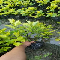 ��Ҷ������