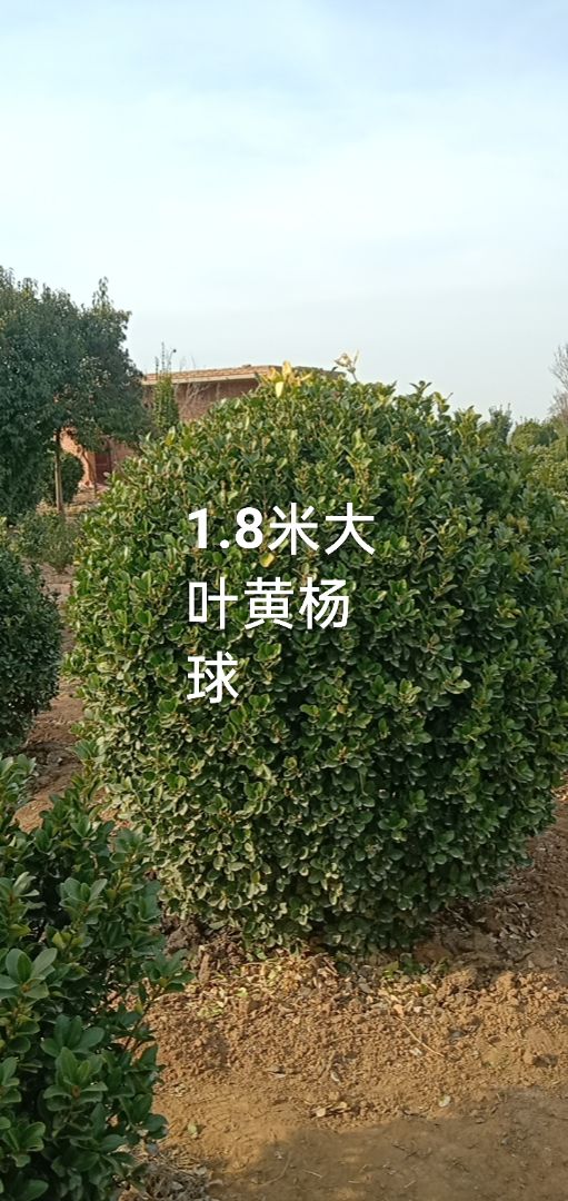 Ҷ