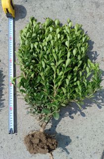 ���ӻ���