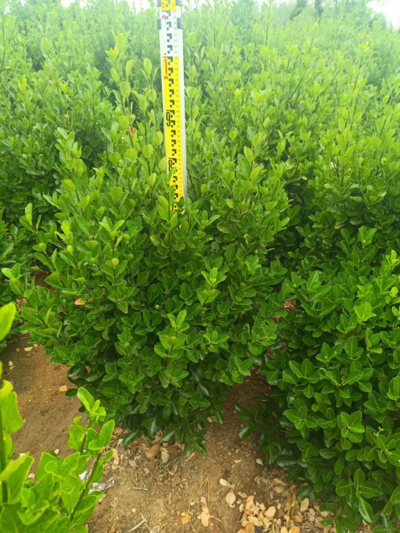 ��Ҷ����