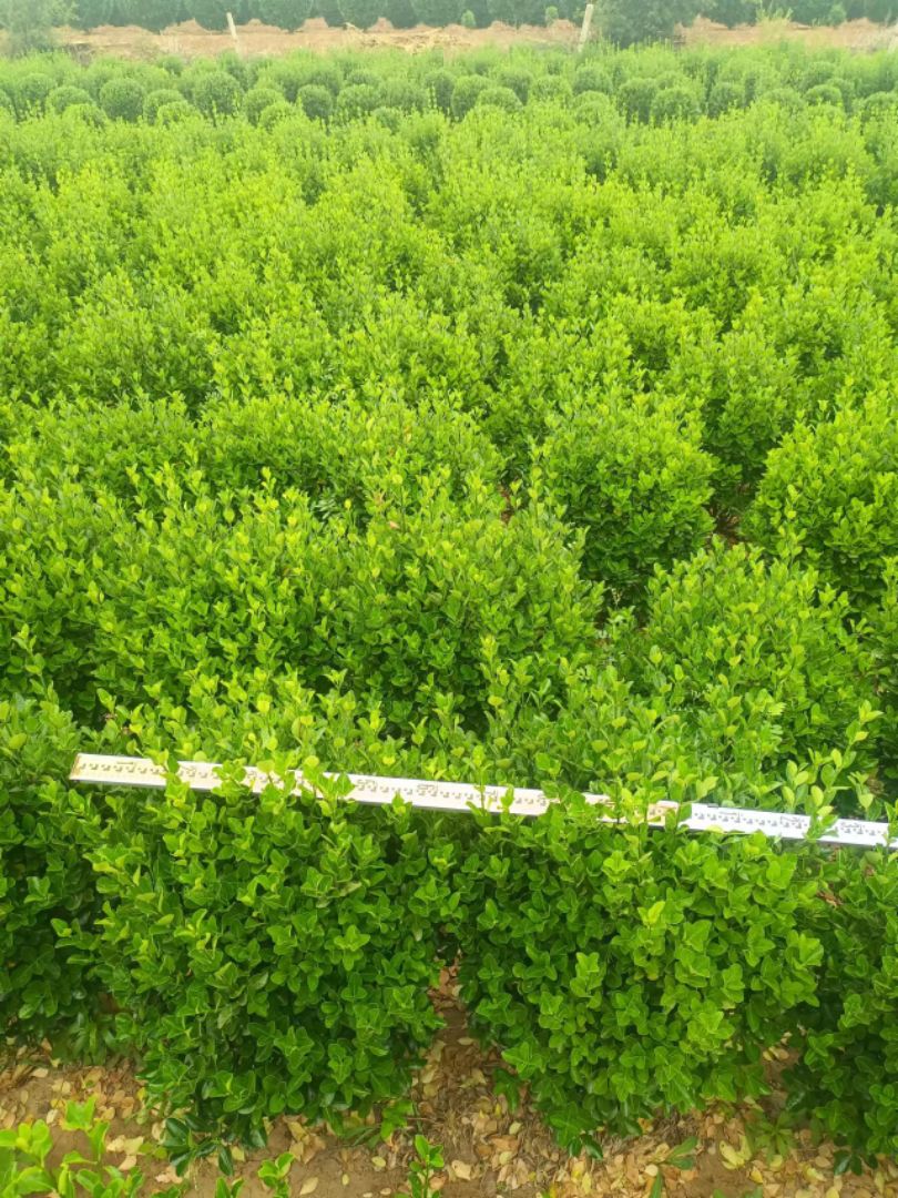 ��Ҷ����