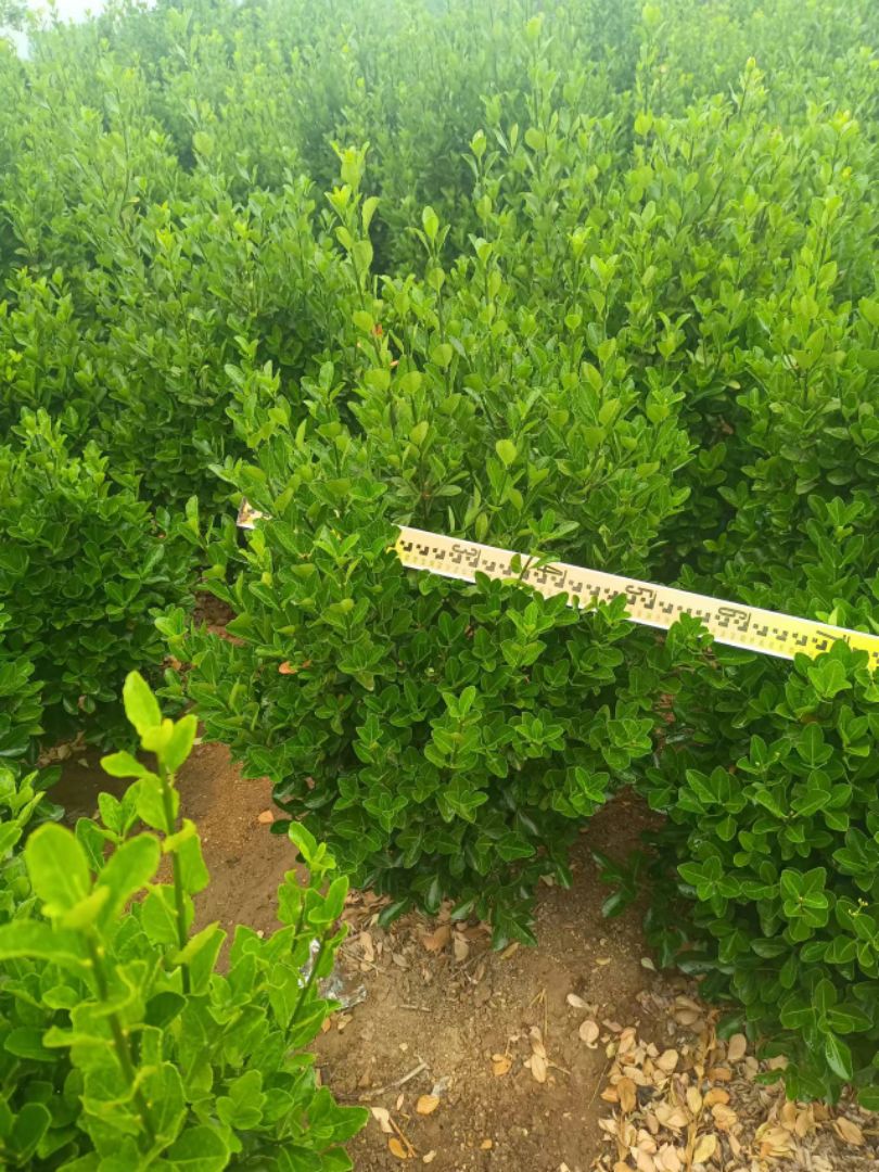 ��Ҷ����