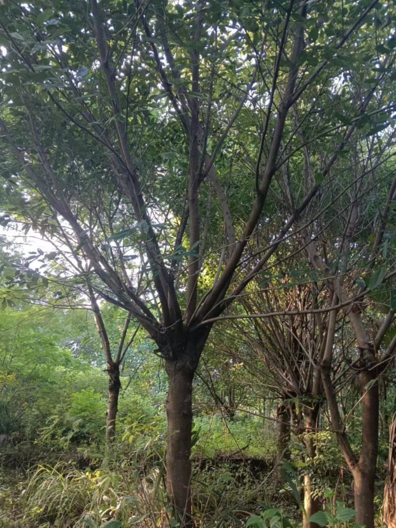 Ҷ