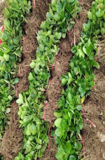 ��Ҷ����С��