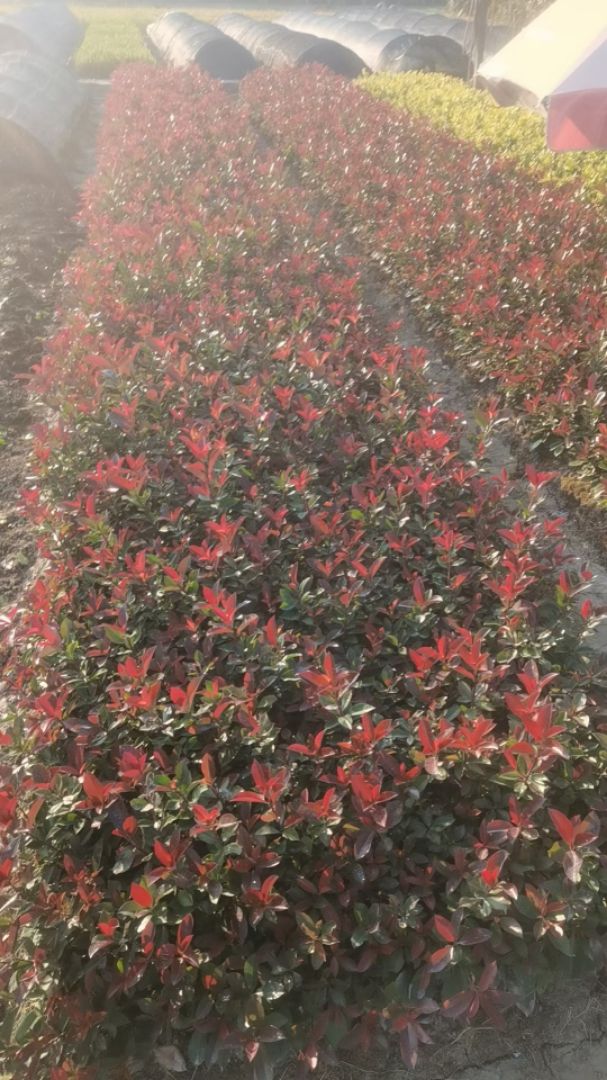 ��Ҷʯ�С��