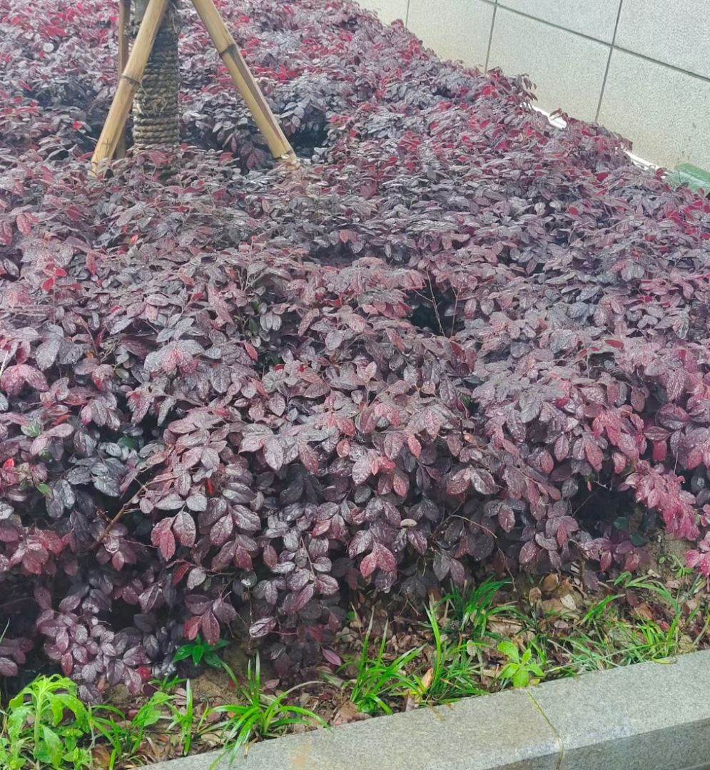 ��Ҷʯ�С��