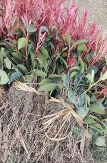 ��Ҷʯ�С��