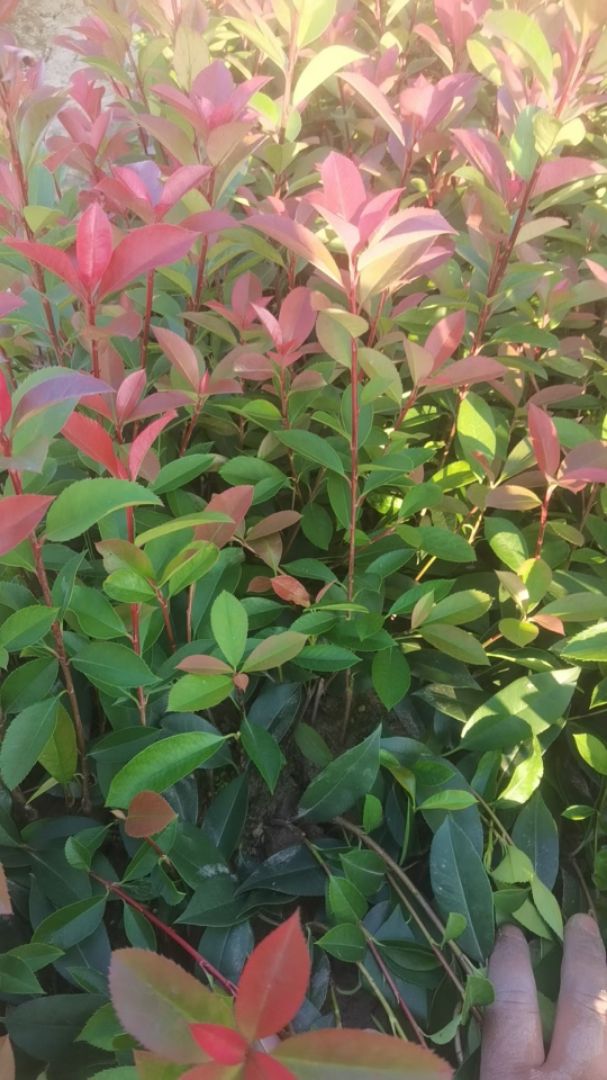 ��Ҷʯ�С��