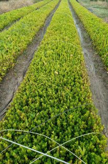 ���ӻ���