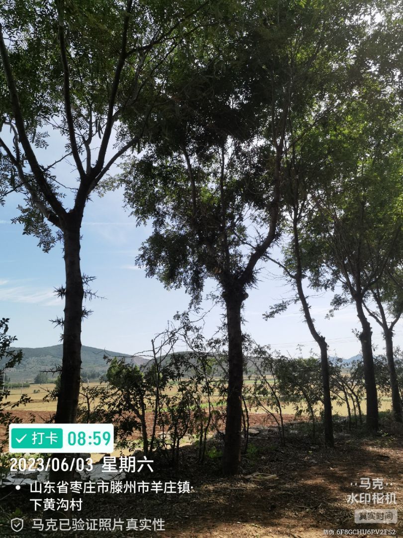 ��Ƥ����