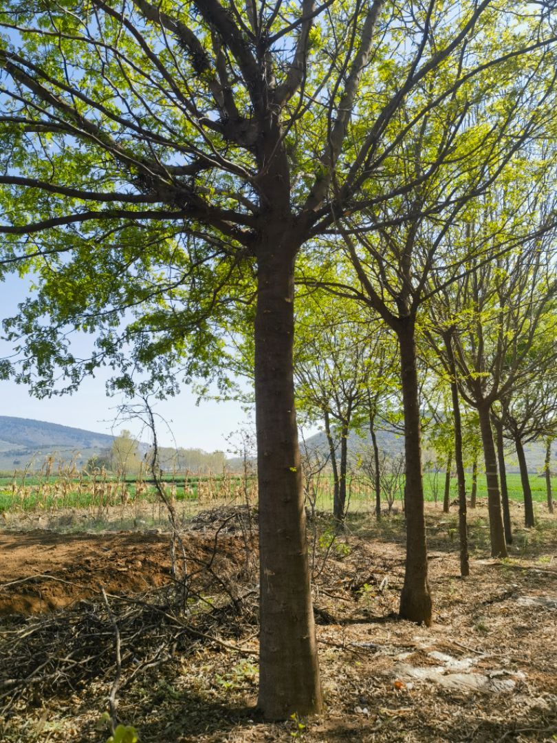 ��Ƥ����