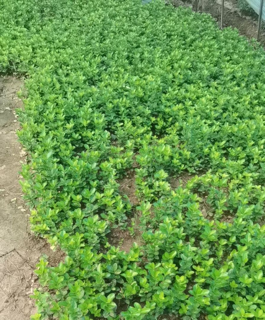 ��Ҷ����С��